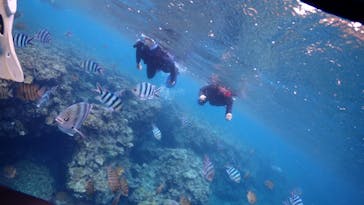 ダイビングショップ Sea Free（シーフリー）に投稿された画像（2020/6/26）