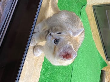 那須どうぶつ王国に投稿された画像（2020/6/26）