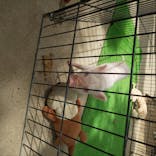 しろとり動物園に投稿された画像（2020/6/27）