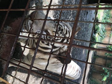 群馬サファリパークに投稿された画像（2020/6/27）