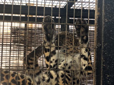 群馬サファリパークに投稿された画像（2020/6/27）