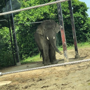 群馬サファリパークに投稿された画像（2020/6/27）