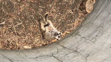 群馬サファリパークに投稿された画像（2020/6/27）