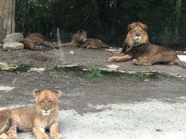 群馬サファリパークに投稿された画像（2020/6/27）