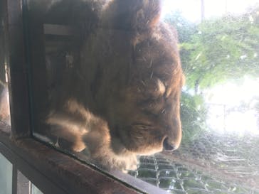 群馬サファリパークに投稿された画像（2020/6/27）