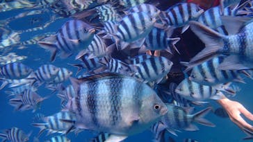 ダイビングショップ Sea Free（シーフリー）に投稿された画像（2020/6/27）