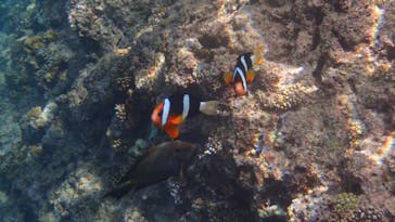 ダイビングショップ Sea Free（シーフリー）に投稿された画像（2020/6/27）