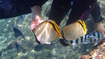 ダイビングショップ Sea Free（シーフリー）に投稿された画像（2020/6/27）