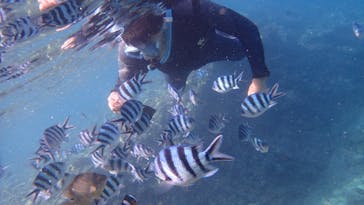 ダイビングショップ Sea Free（シーフリー）に投稿された画像（2020/6/27）