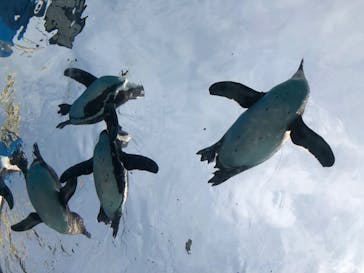 サンシャイン水族館に投稿された画像（2020/6/27）