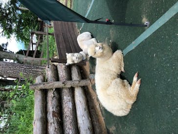 八ヶ岳アルパカ牧場に投稿された画像（2020/6/27）