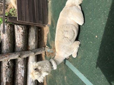 八ヶ岳アルパカ牧場に投稿された画像（2020/6/27）