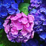 横浜イングリッシュガーデンに投稿された画像（2020/6/27）