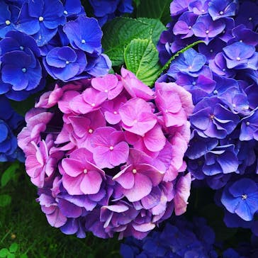 横浜イングリッシュガーデンに投稿された画像（2020/6/27）