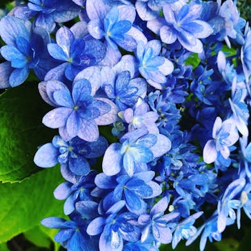 横浜イングリッシュガーデンに投稿された画像（2020/6/27）