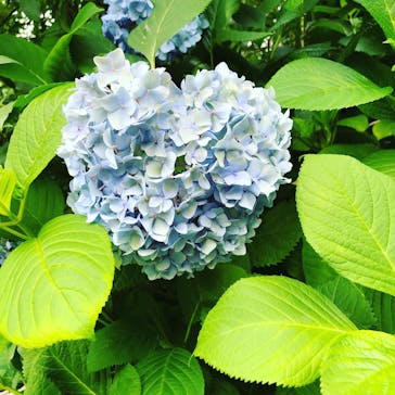 横浜イングリッシュガーデンに投稿された画像（2020/6/27）