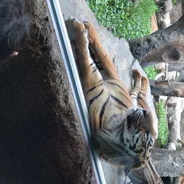 神戸どうぶつ王国に投稿された画像（2020/6/27）