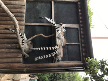 神戸どうぶつ王国に投稿された画像（2020/6/27）