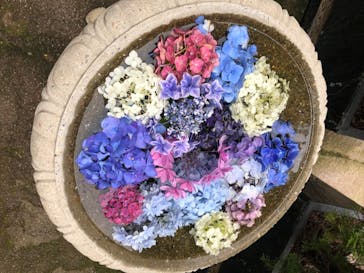 横浜イングリッシュガーデンに投稿された画像（2020/6/27）