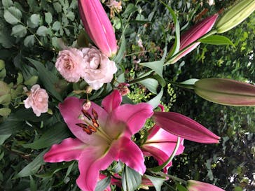 横浜イングリッシュガーデンに投稿された画像（2020/6/27）