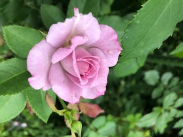 横浜イングリッシュガーデンに投稿された画像（2020/6/27）