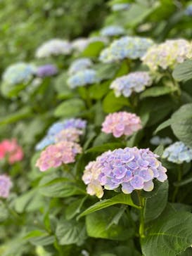 横浜イングリッシュガーデンに投稿された画像（2020/6/27）