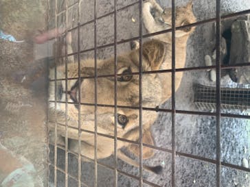 群馬サファリパークに投稿された画像（2020/6/28）