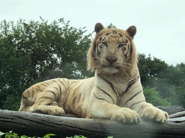 群馬サファリパークに投稿された画像（2020/6/28）