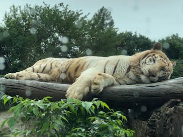 群馬サファリパークに投稿された画像（2020/6/28）