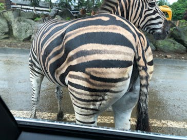 群馬サファリパークに投稿された画像（2020/6/28）