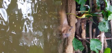 神戸どうぶつ王国に投稿された画像（2020/6/28）