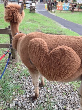 八ヶ岳アルパカ牧場に投稿された画像（2020/6/28）