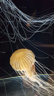 サンシャイン水族館に投稿された画像（2020/6/28）