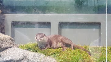 サンシャイン水族館に投稿された画像（2020/6/28）