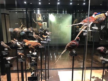 国立科学博物館に投稿された画像（2020/6/28）