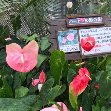 熱川バナナワニ園に投稿された画像（2020/6/28）