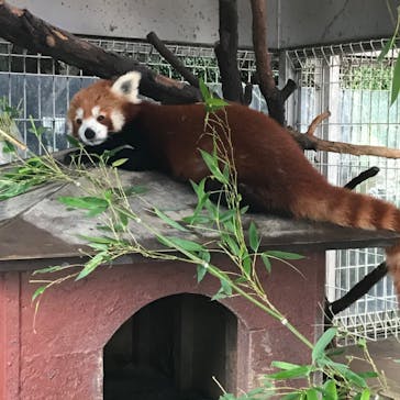 熱川バナナワニ園に投稿された画像（2020/6/28）
