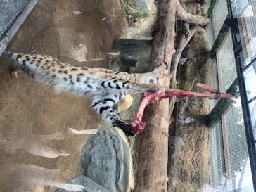 神戸どうぶつ王国に投稿された画像（2020/6/28）