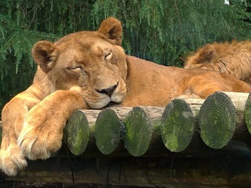 群馬サファリパークに投稿された画像（2020/6/28）