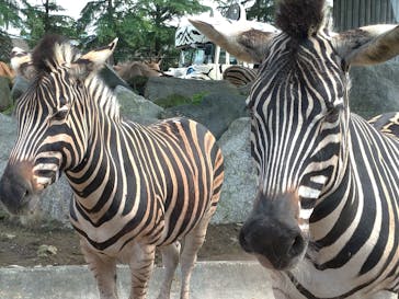 群馬サファリパークに投稿された画像（2020/6/28）