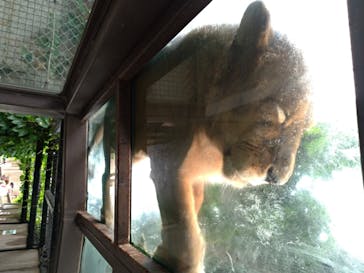 群馬サファリパークに投稿された画像（2020/6/28）