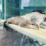 サンシャイン水族館に投稿された画像（2020/6/28）