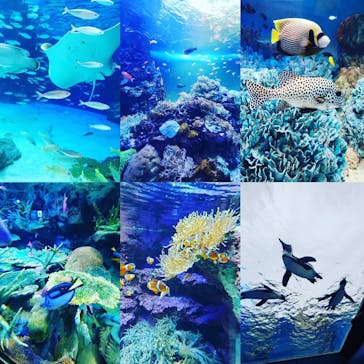 サンシャイン水族館に投稿された画像（2020/6/28）