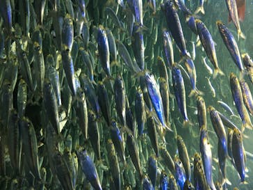 サンシャイン水族館に投稿された画像（2020/6/28）