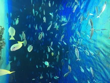 サンシャイン水族館に投稿された画像（2020/6/28）
