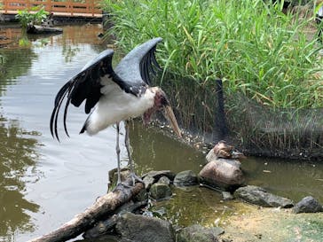 神戸どうぶつ王国に投稿された画像（2020/6/28）