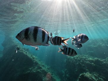 DIVING-SHOP SUNSに投稿された画像（2020/6/29）