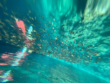 DIVING-SHOP SUNSに投稿された画像（2020/6/29）