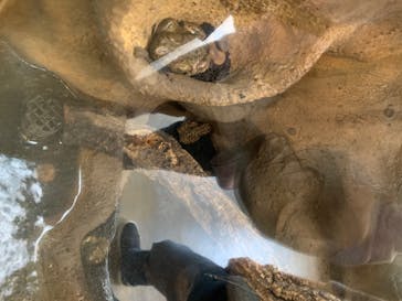 鳥羽水族館に投稿された画像（2020/6/29）