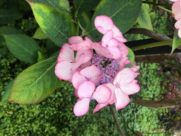 横浜イングリッシュガーデンに投稿された画像（2020/6/29）